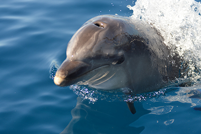 Bottlenose dolphin research and conservation in Spain
