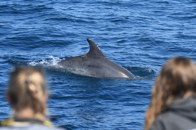 Photo-identification des dauphins