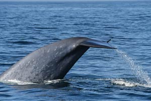 Humpback whale in Galicia