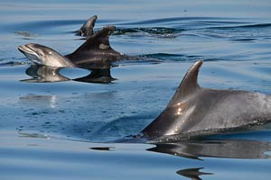 Estudiando delfines en Galicia
