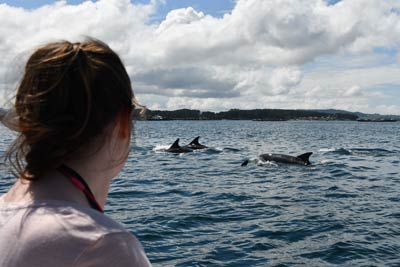 Studying bottlenose dolphins in the wild