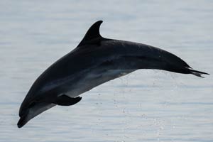 Bottlenose dolphins in Galicia