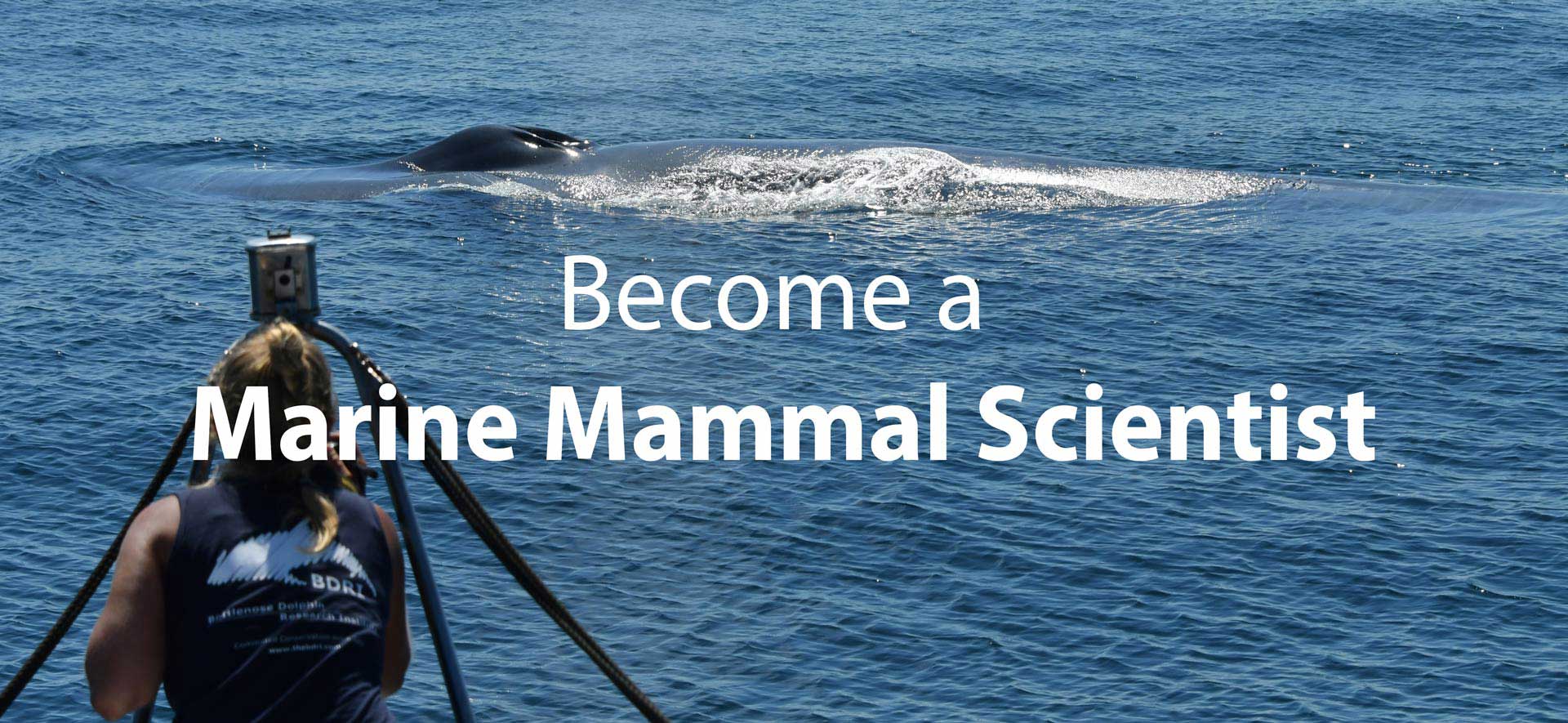 Become a marine mammal scientist