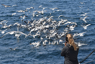 Marine bird research and conservation in Spain
