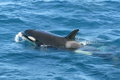 Orque orques Galice Espagne