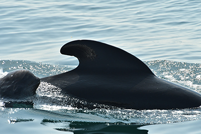 Pilot whales in Galicia