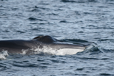 Fin whales in Galicia, Spain