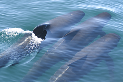 Pilot whales research projects in Spain