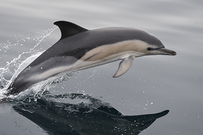Soutenir conservation dauphin