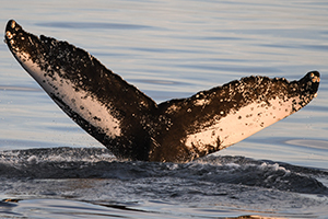 Hupback whale studied in Spain