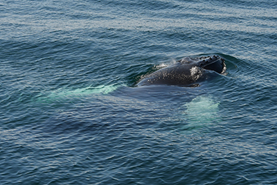 Conservation étude baleine à bosse
