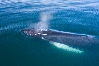 Conservation baleines à bosse