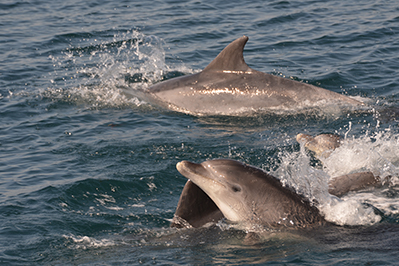 Dolphins in Galicia