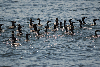 Étude conservation cormorans