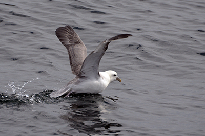 EÉtude conservation oiseaux marins fulmar