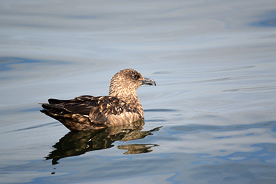 Étude conservation oiseaux marins labbes