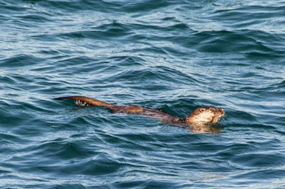 Eurasian otter research in Galicia