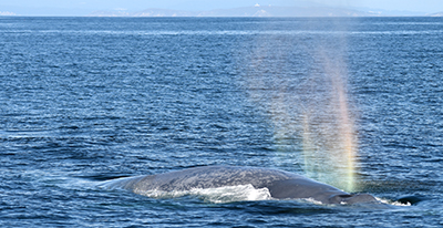 Parrainer une baleine BDRI