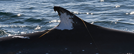 Parrainer une baleine BDRI